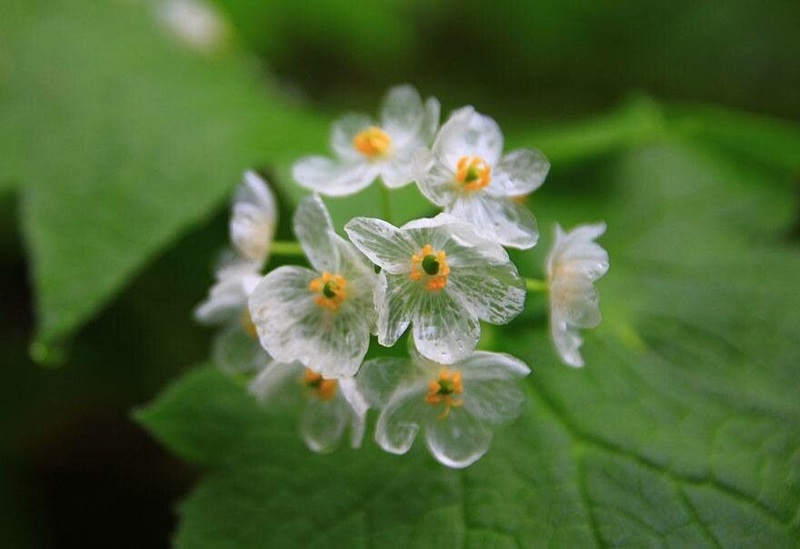 Csontvázvirág (Diphylleia grayi)